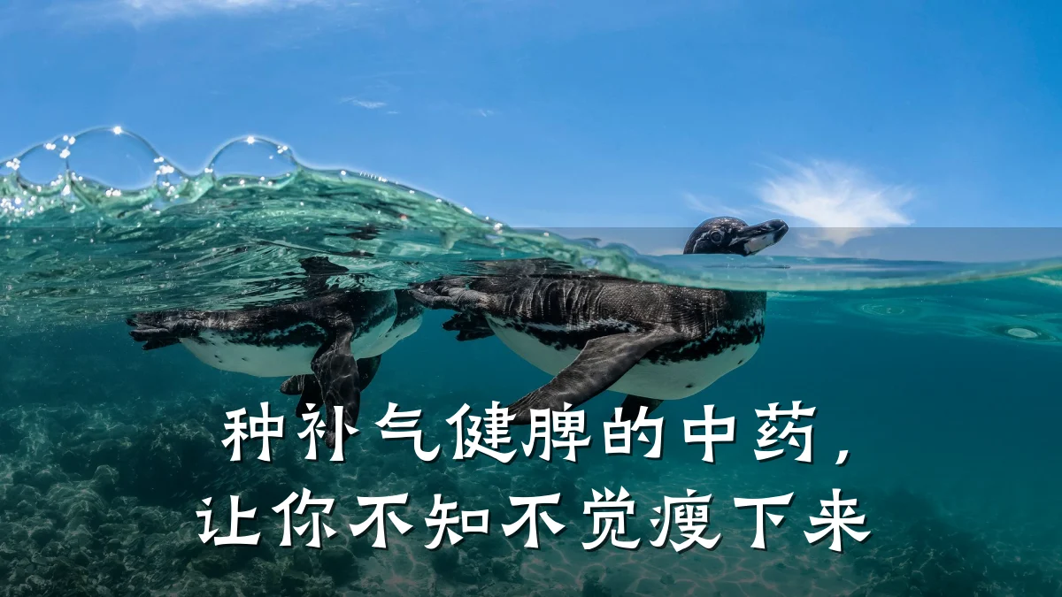 种补气健脾的中药，让你不知不觉瘦下来