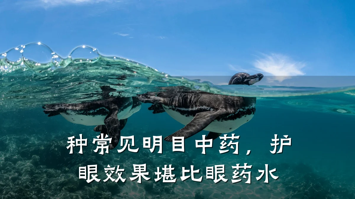 种常见明目中药，护眼效果堪比眼药水