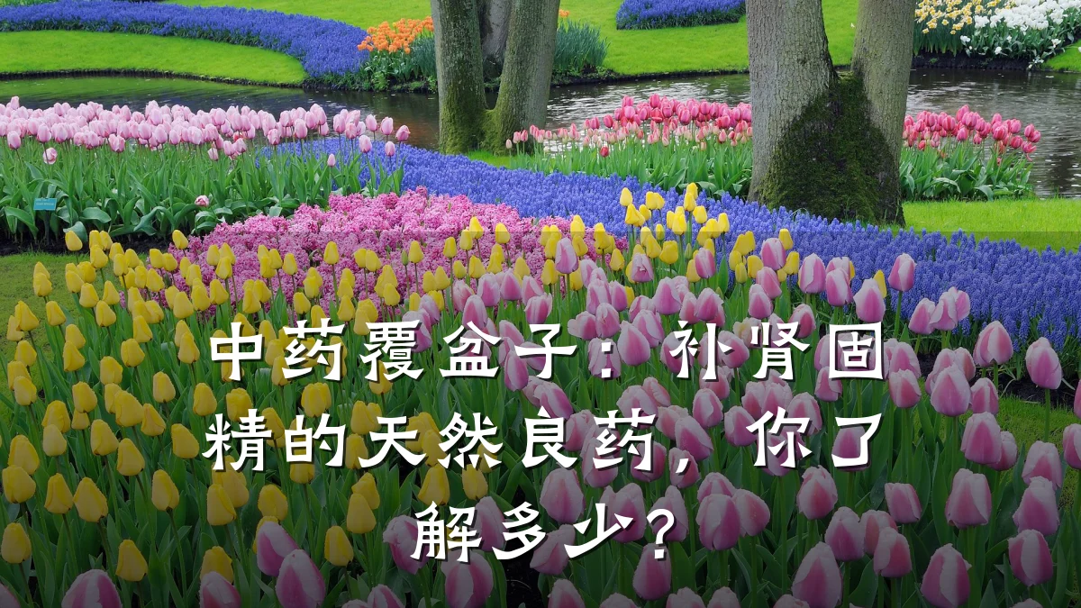 中药覆盆子:补肾固精的天然良药,你了解多少?