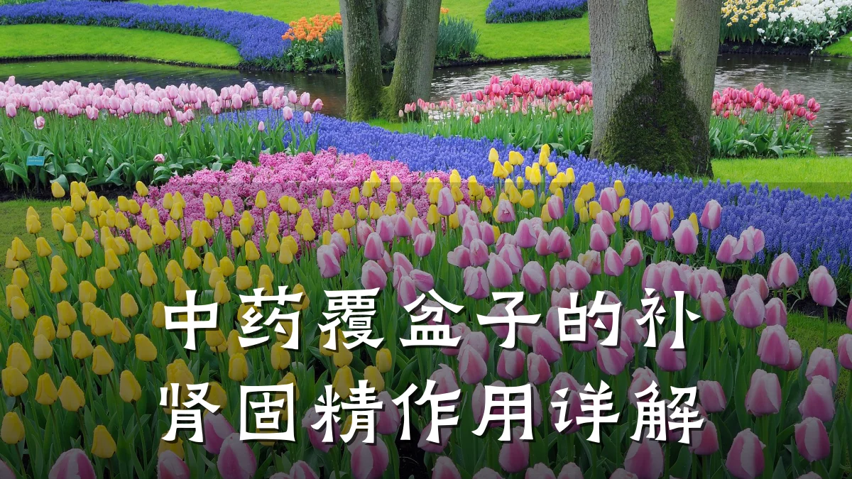 中药覆盆子的补肾固精作用详解