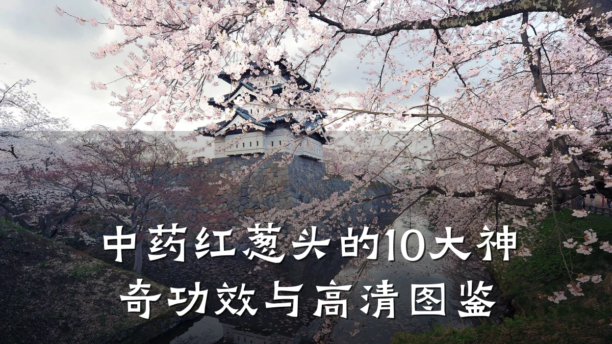 中药红葱头的10大神奇功效与高清图鉴