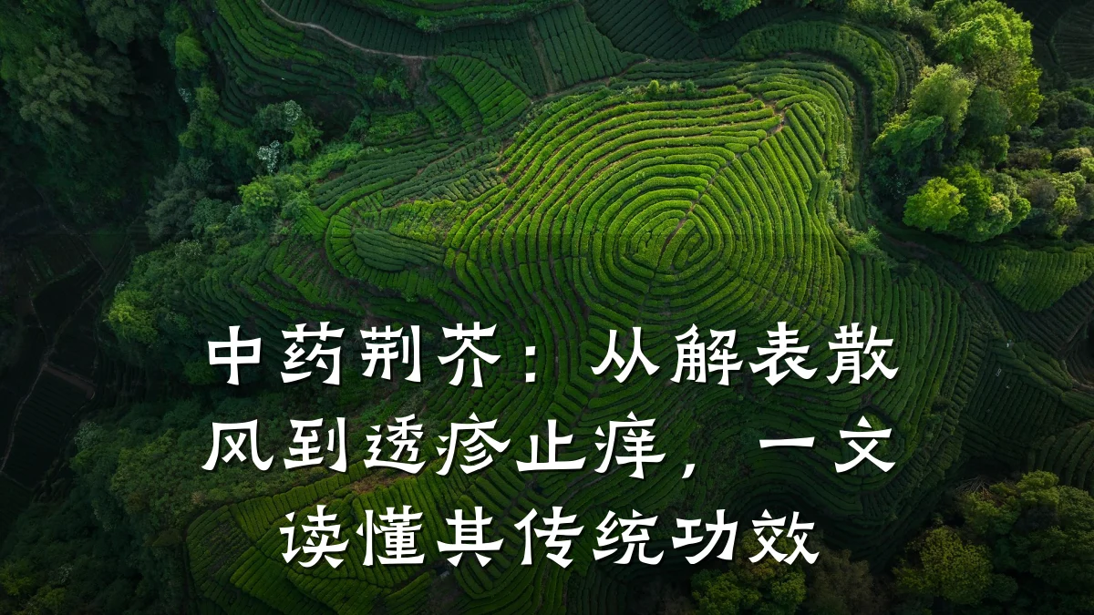 中药荆芥:从解表散风到透疹止痒,一文读懂其传统功效