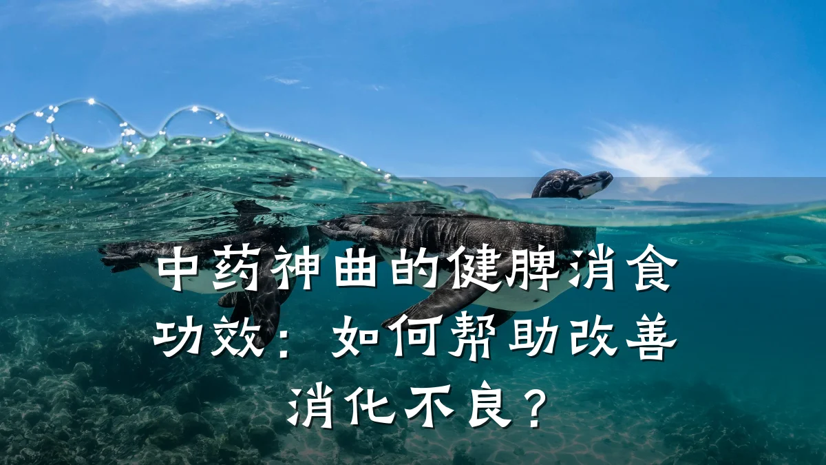 中药神曲的健脾消食功效:如何帮助改善消化不良?