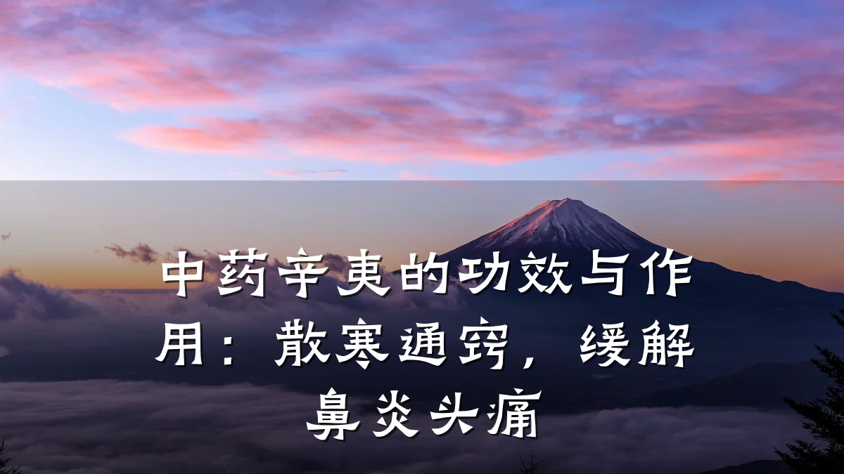 中药辛夷的功效与作用:散寒通窍,缓解鼻炎头痛