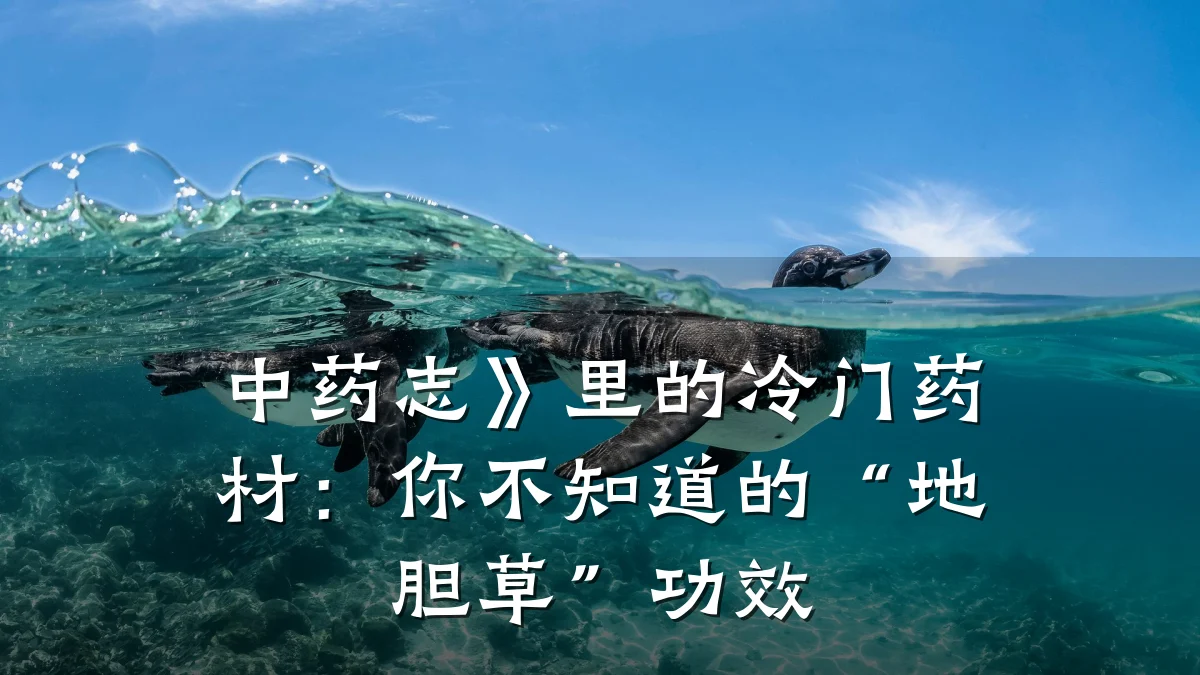 中药志》里的冷门药材:你不知道的“地胆草”功效