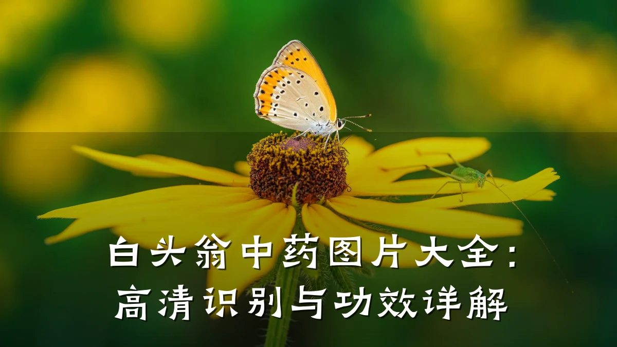 白头翁中药图片大全:高清识别与功效详解