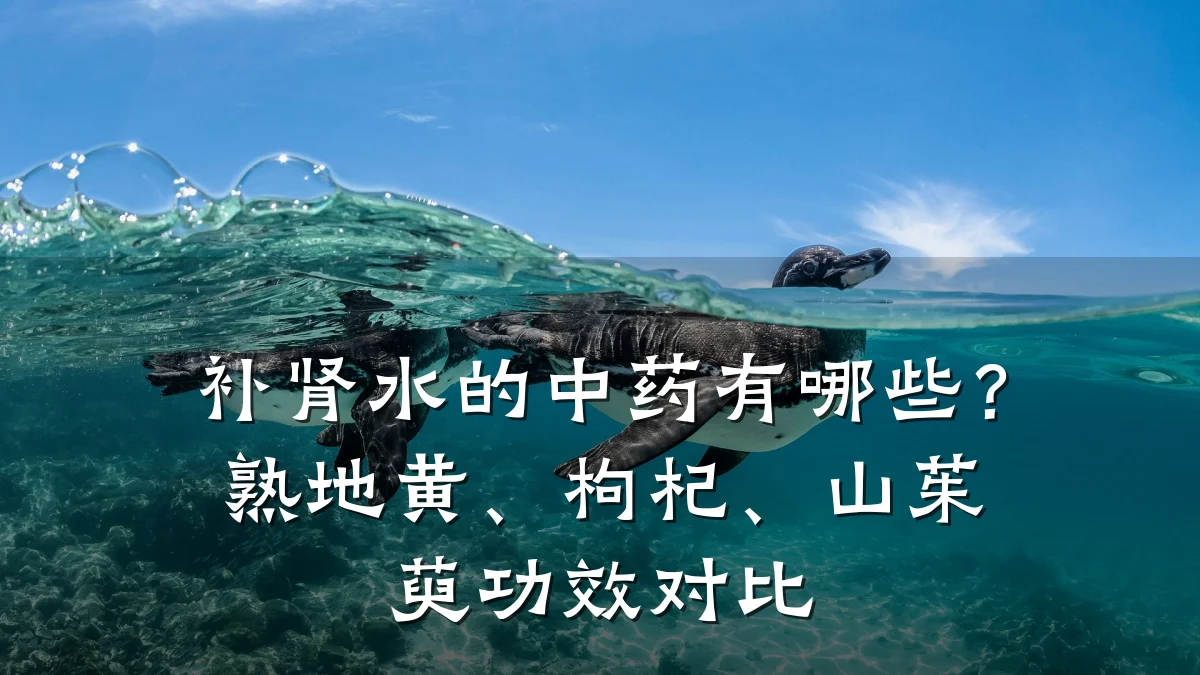 补肾水的中药有哪些?熟地黄、枸杞、山茱萸功效对比