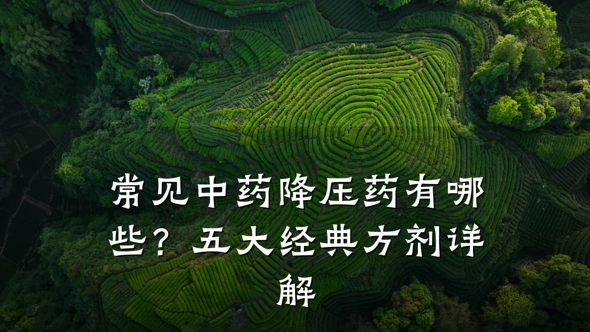 常见中药降压药有哪些？五大经典方剂详解