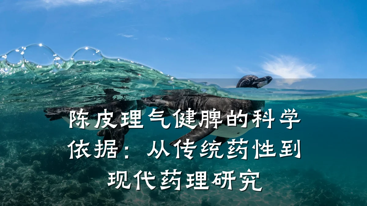 陈皮理气健脾的科学依据：从传统药性到现代药理研究