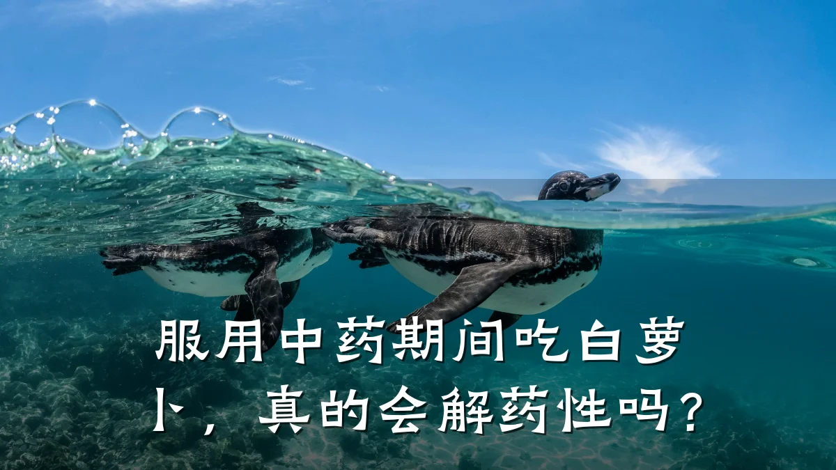 服用中药期间吃白萝卜,真的会解药性吗?