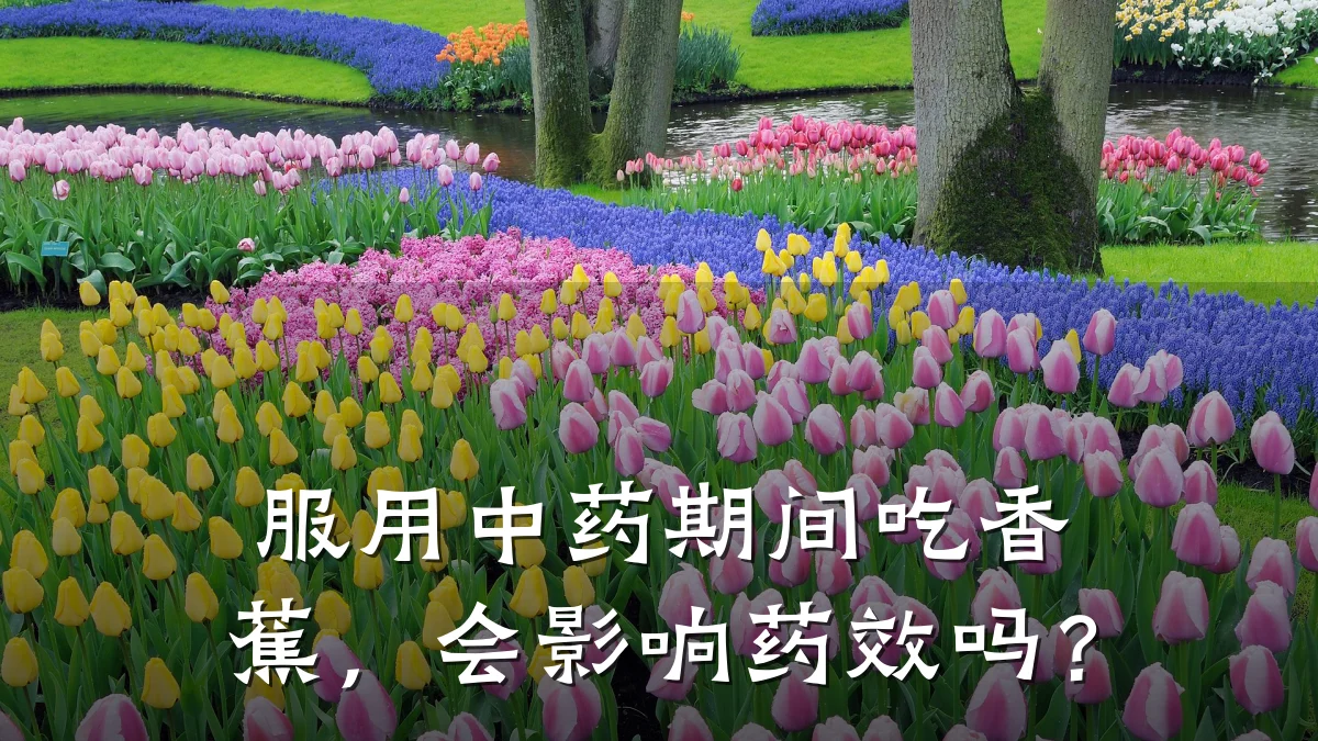 服用中药期间吃香蕉，会影响药效吗？