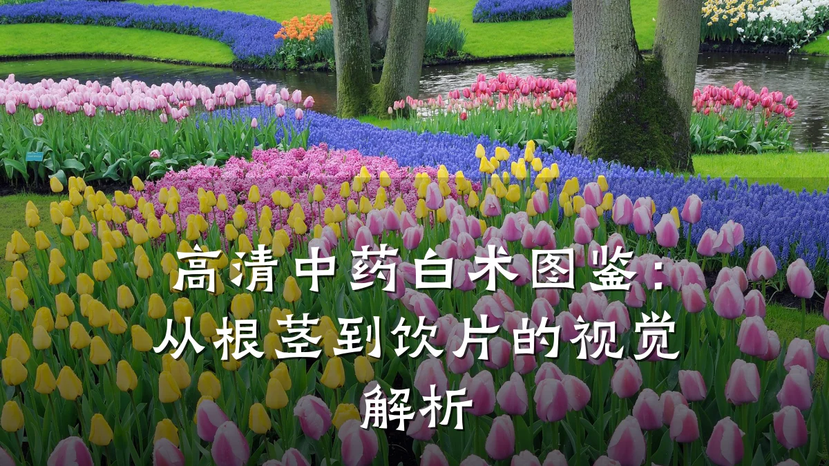 高清中药白术图鉴:从根茎到饮片的视觉解析