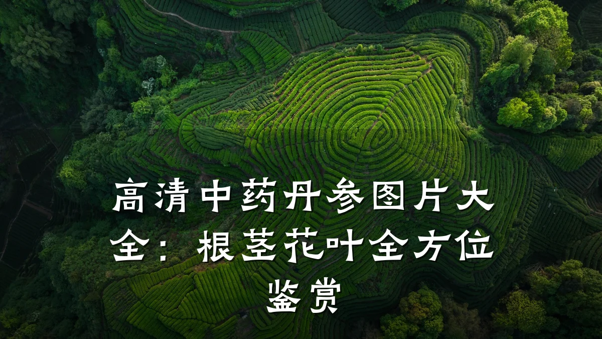 高清中药丹参图片大全:根茎花叶全方位鉴赏