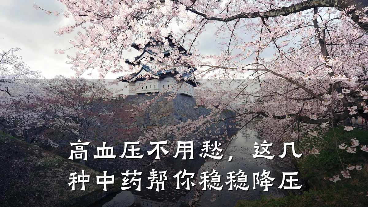 高血压不用愁,这几种中药帮你稳稳降压