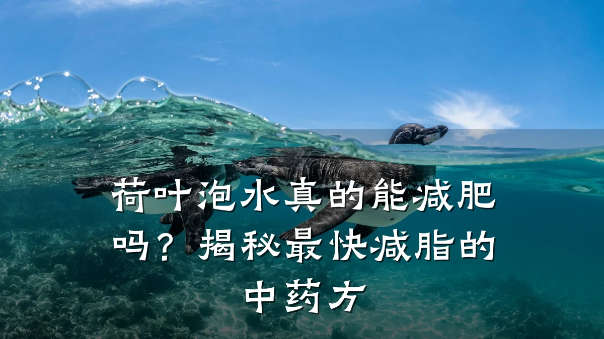 荷叶泡水真的能减肥吗?揭秘最快减脂的中药方