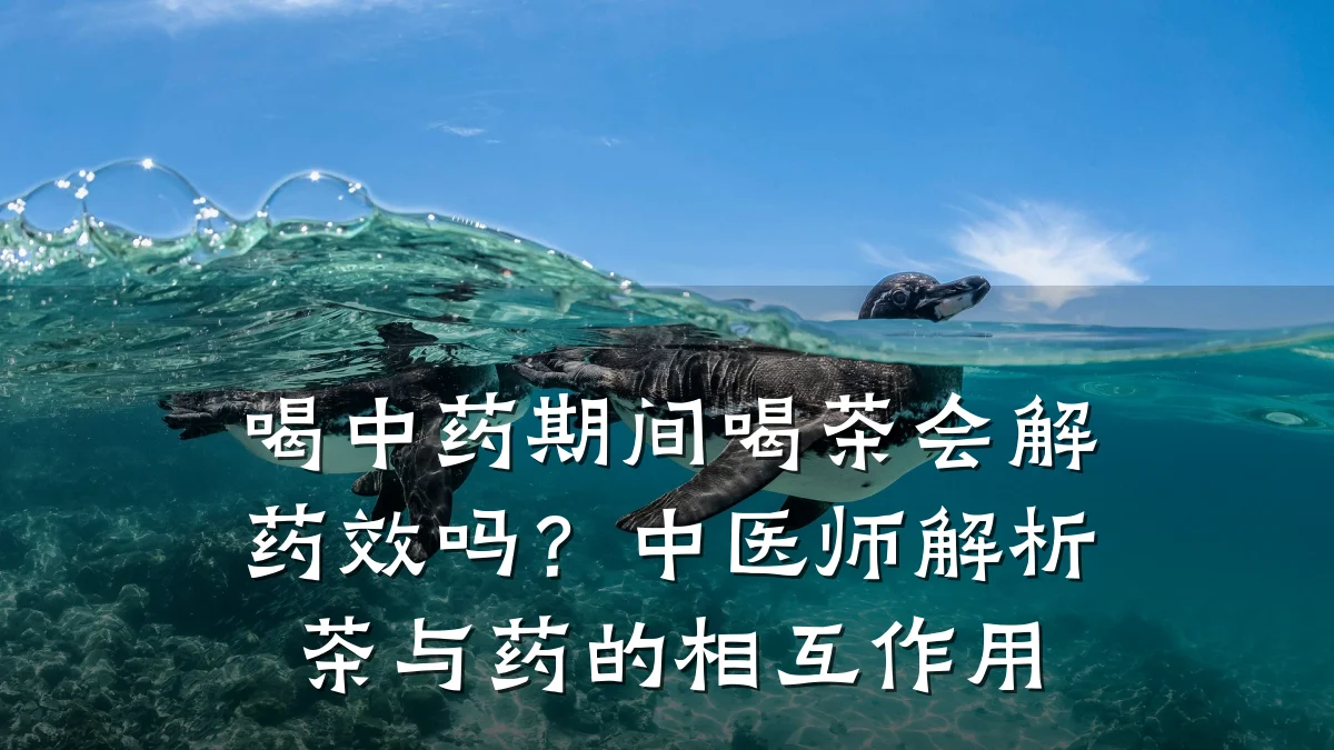 喝中药期间喝茶会解药效吗?中医师解析茶与药的相互作用
