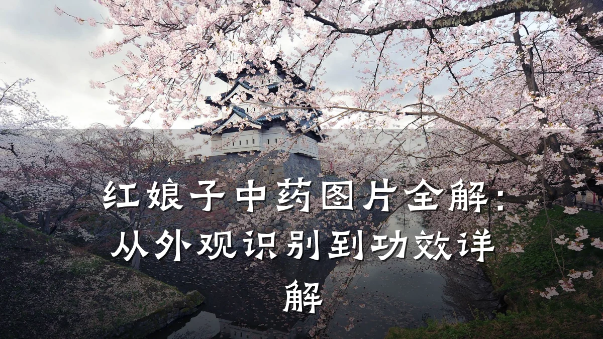 红娘子中药图片全解:从外观识别到功效详解