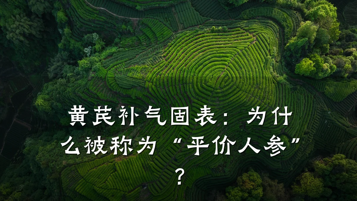 黄芪补气固表:为什么被称为“平价人参”?
