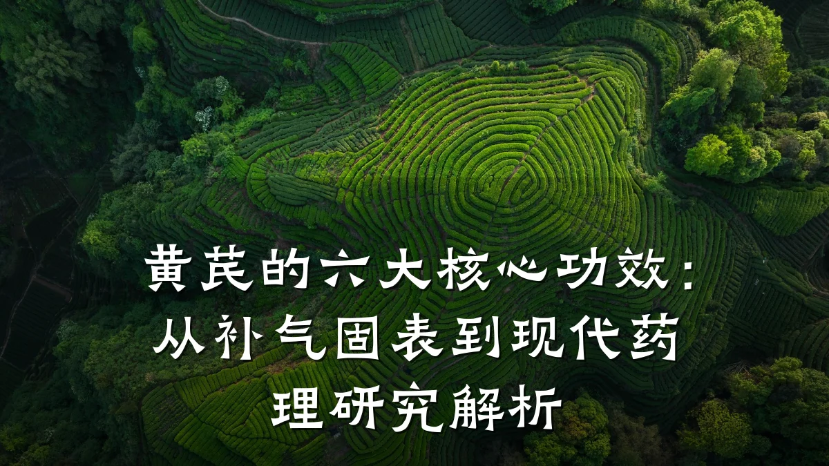 黄芪的六大核心功效:从补气固表到现代药理研究解析
