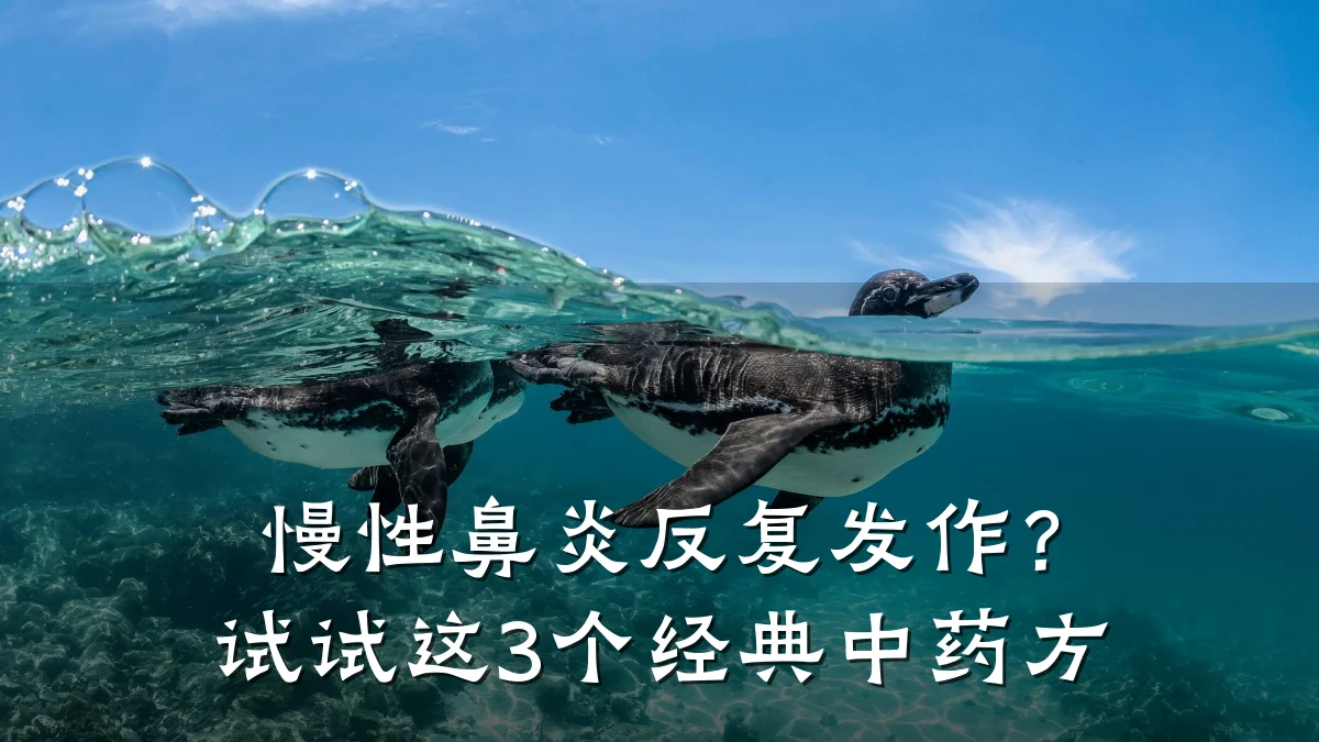 慢性鼻炎反复发作?试试这3个经典中药方