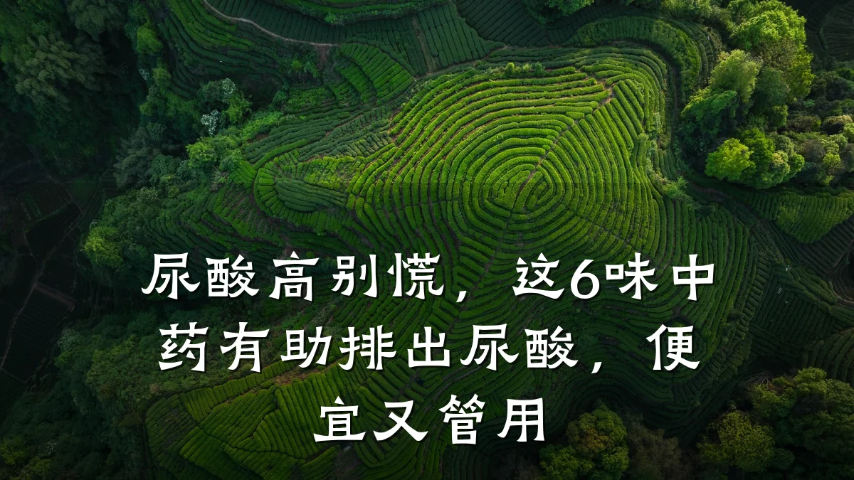 尿酸高别慌,这6味中药有助排出尿酸,便宜又管用