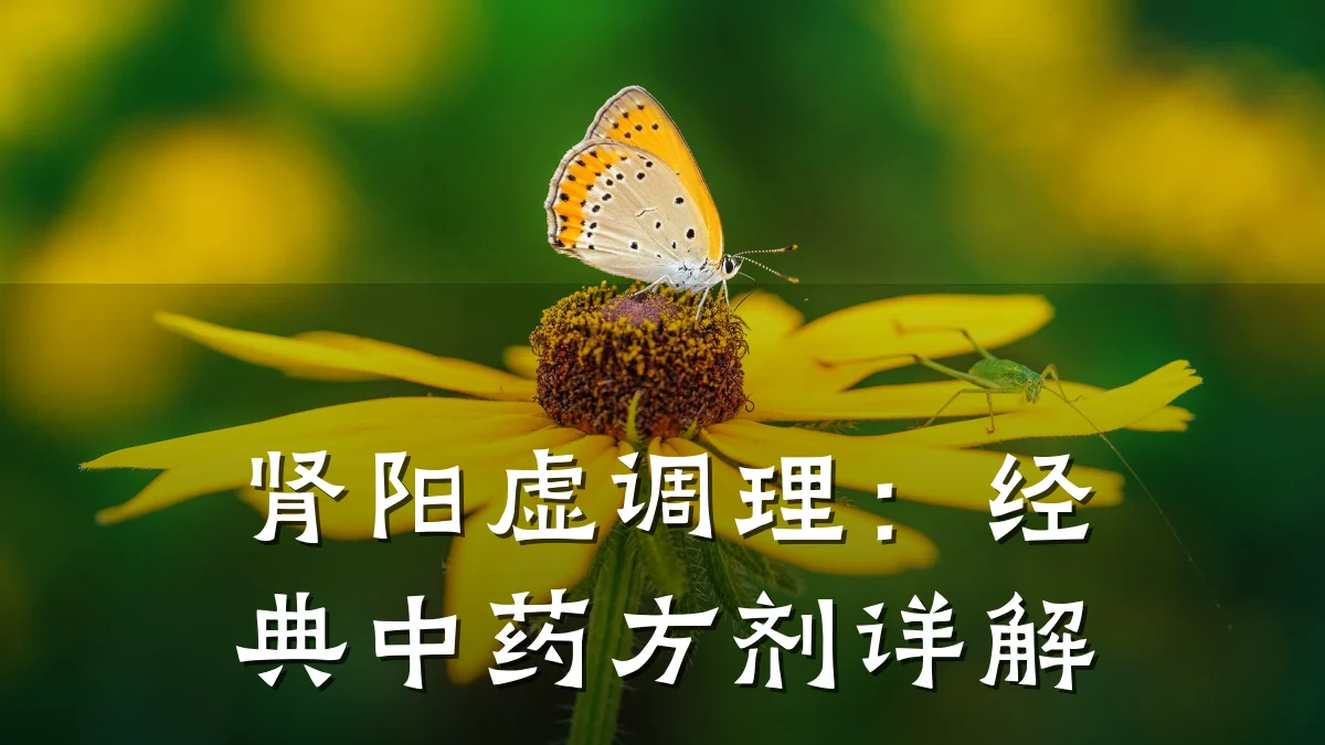 肾阳虚调理:经典中药方剂详解