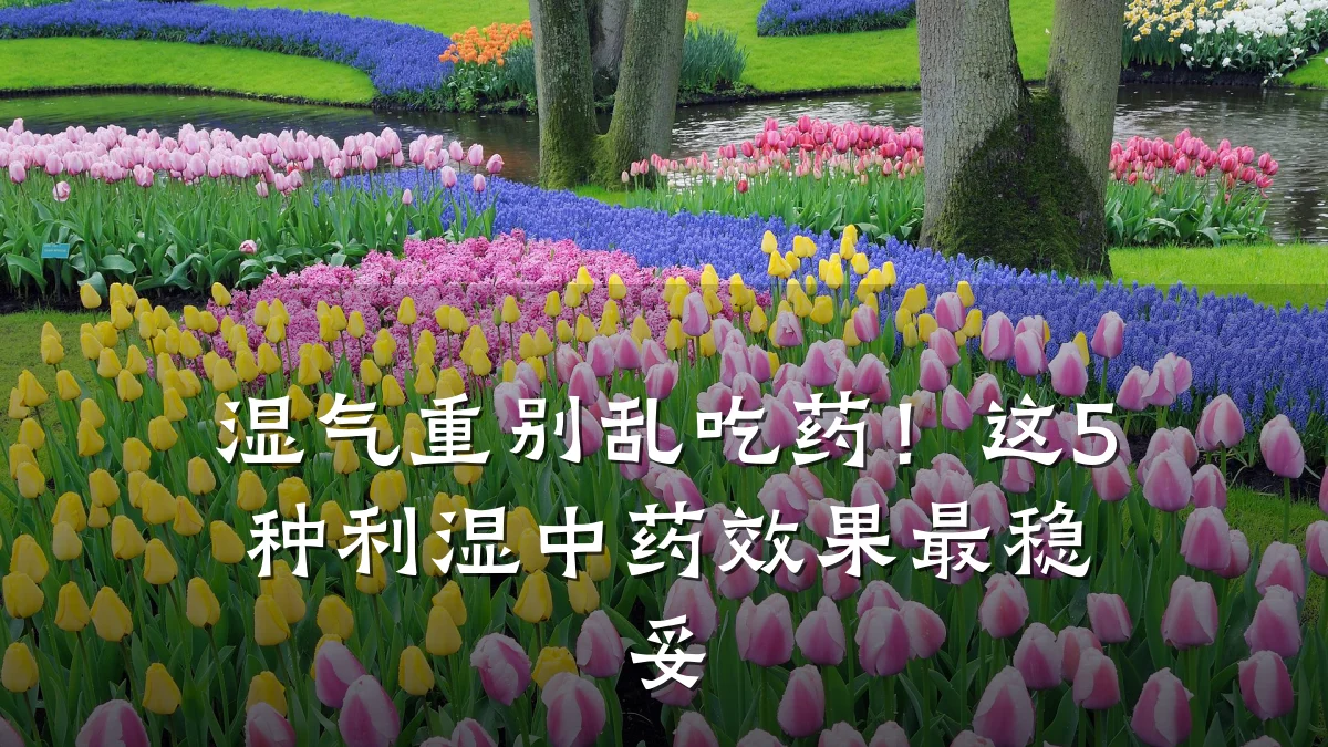 湿气重别乱吃药!这5种利湿中药效果最稳妥