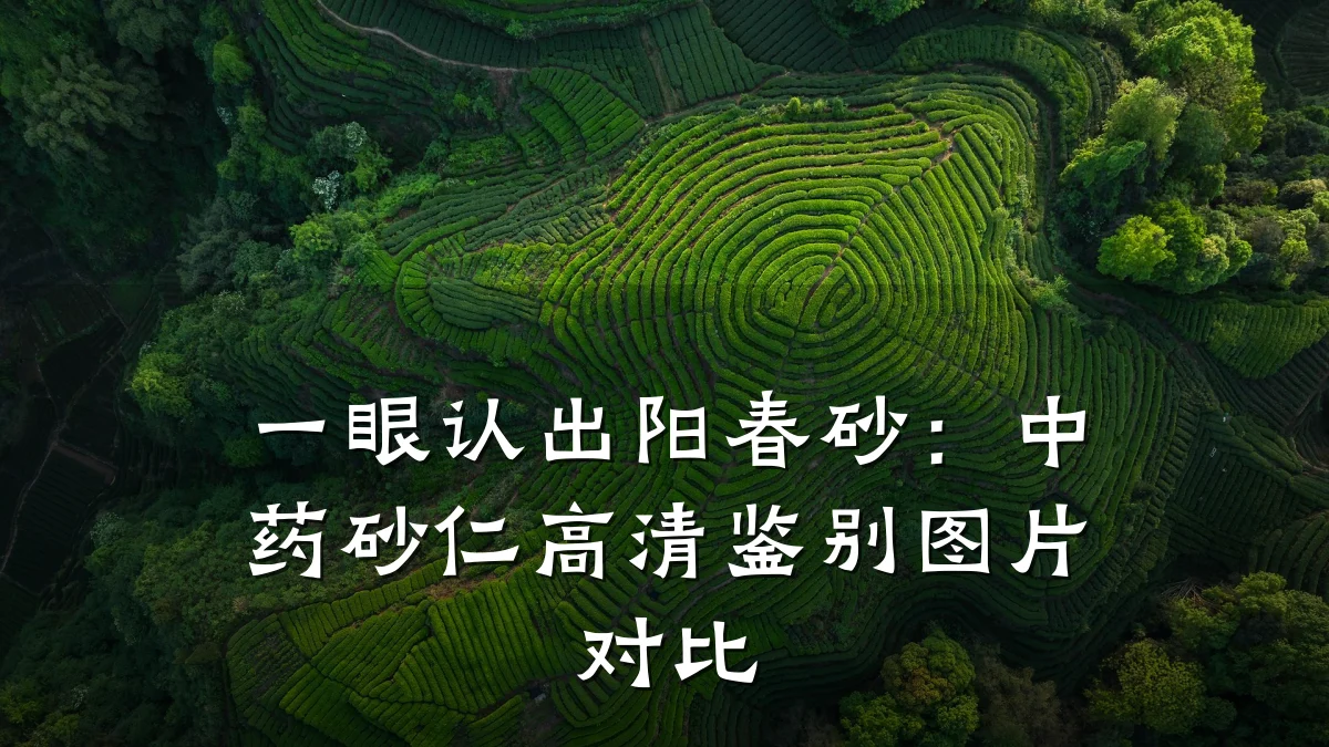一眼认出阳春砂：中药砂仁高清鉴别图片对比