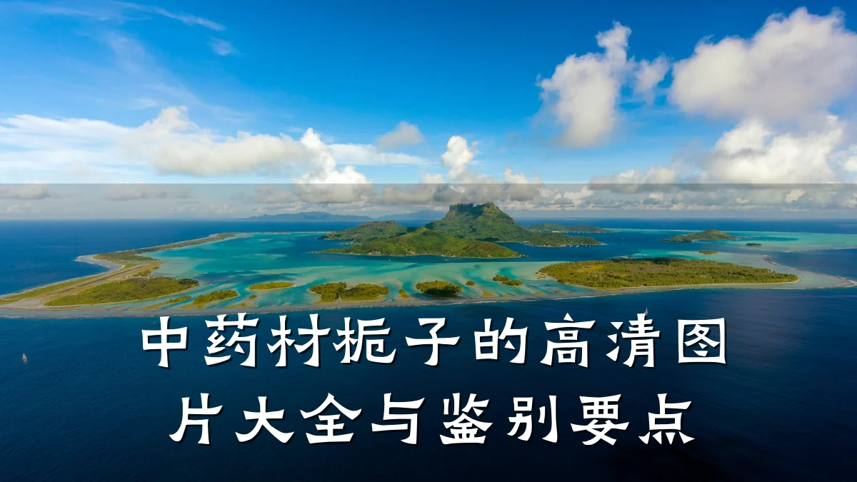 中药材栀子的高清图片大全与鉴别要点