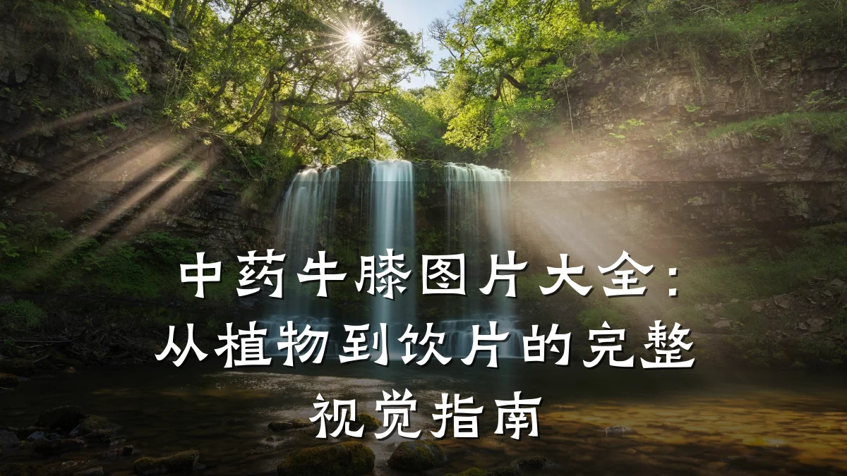 中药牛膝图片大全:从植物到饮片的完整视觉指南
