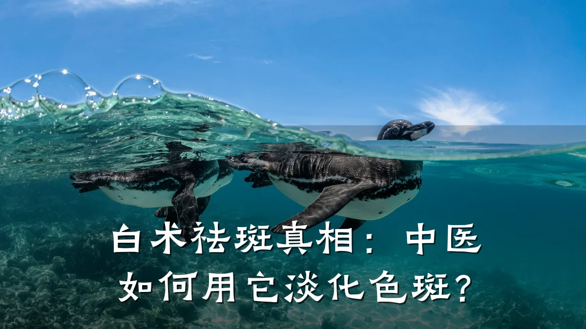 白术祛斑真相:中医如何用它淡化色斑?