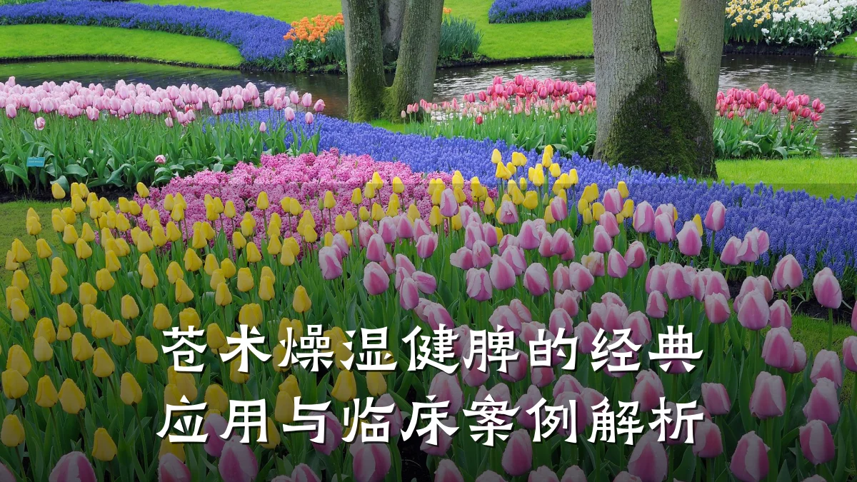 苍术燥湿健脾的经典应用与临床案例解析