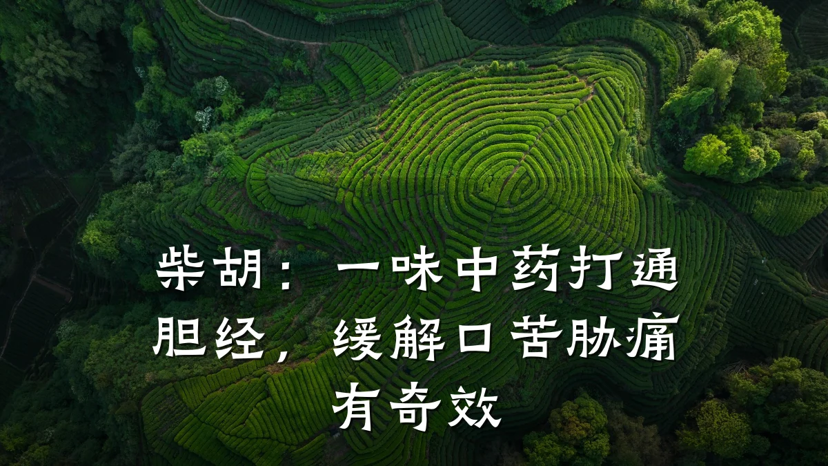 柴胡:一味中药打通胆经,缓解口苦胁痛有奇效
