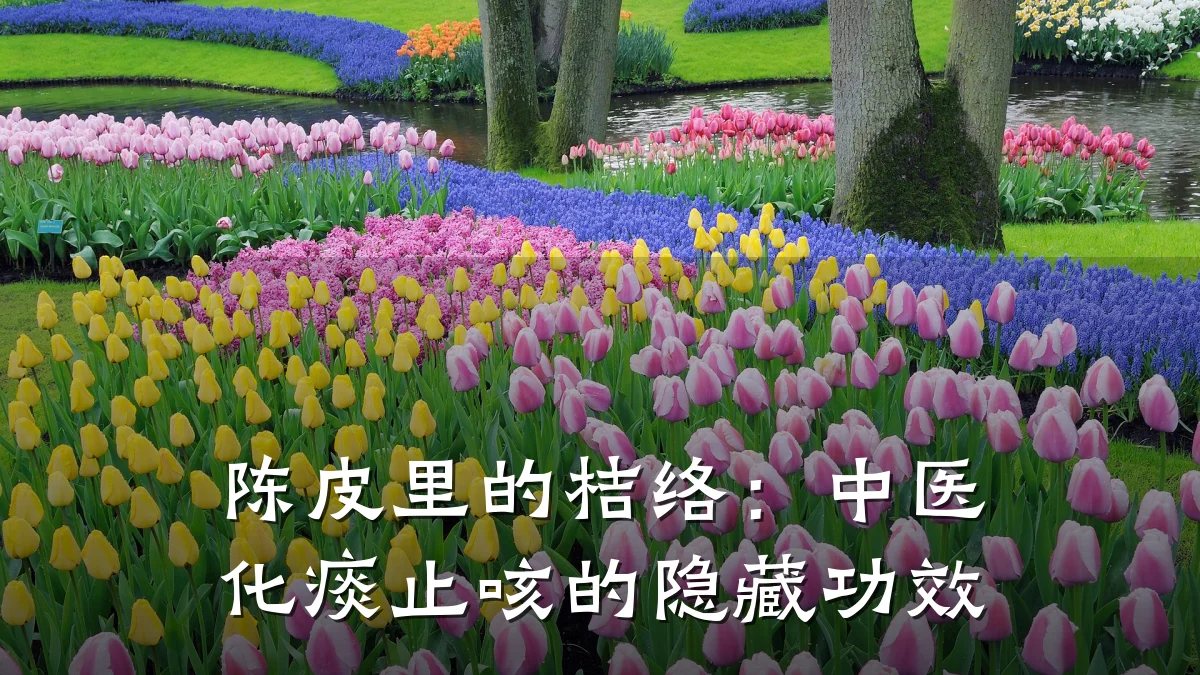 陈皮里的桔络:中医化痰止咳的隐藏功效