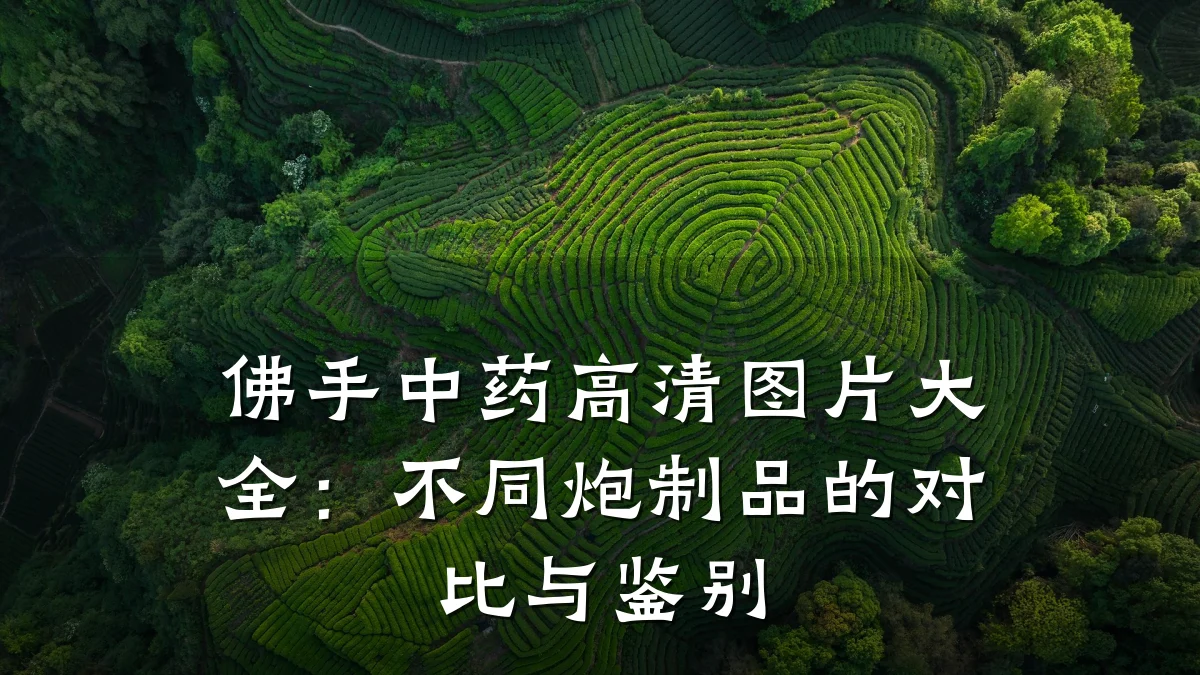 佛手中药高清图片大全:不同炮制品的对比与鉴别