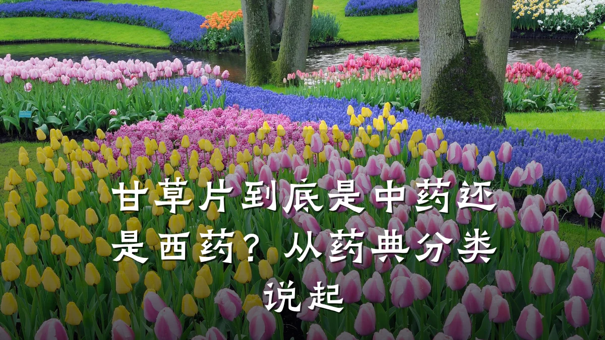 甘草片到底是中药还是西药?从药典分类说起