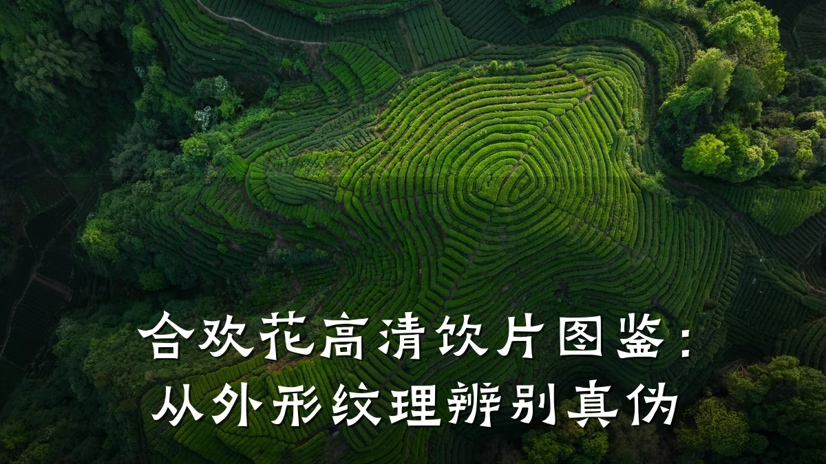 合欢花高清饮片图鉴:从外形纹理辨别真伪