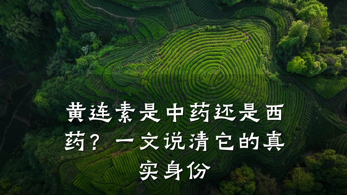 黄连素是中药还是西药？一文说清它的真实身份