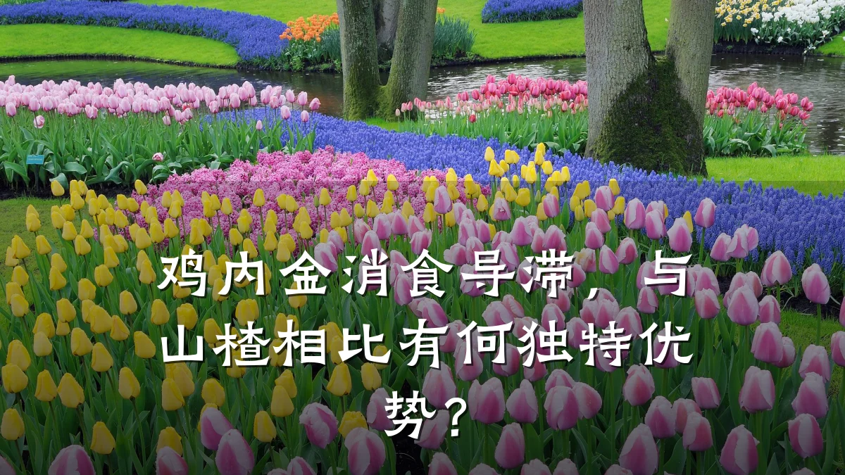 鸡内金消食导滞,与山楂相比有何独特优势?