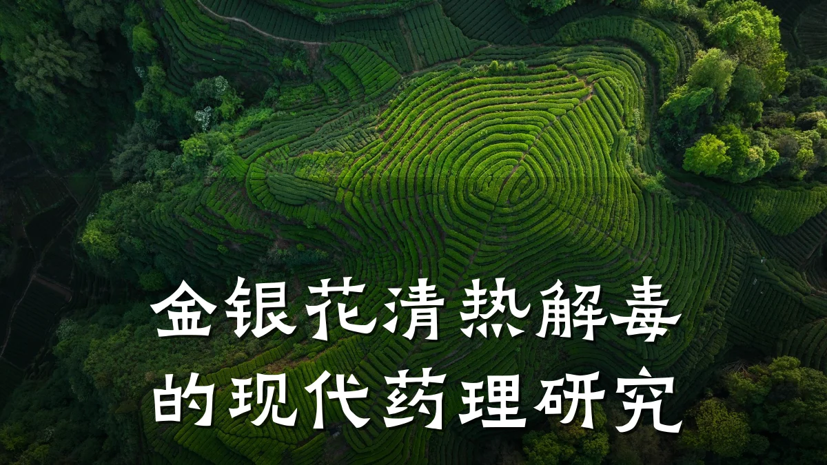 金银花清热解毒的现代药理研究