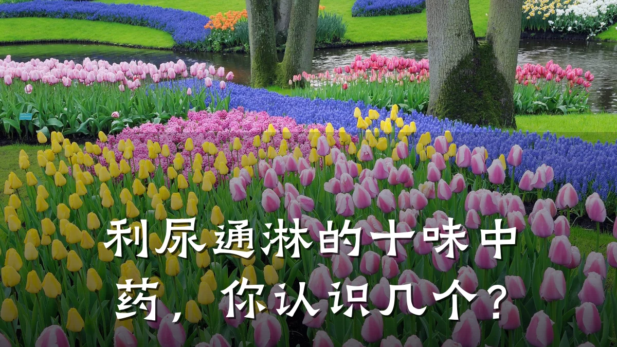 利尿通淋的十味中药,你认识几个?