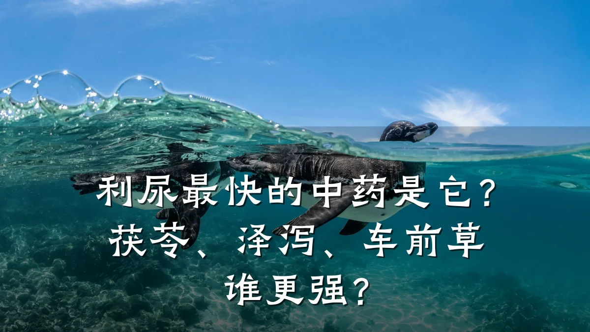 利尿最快的中药是它?茯苓、泽泻、车前草谁更强?