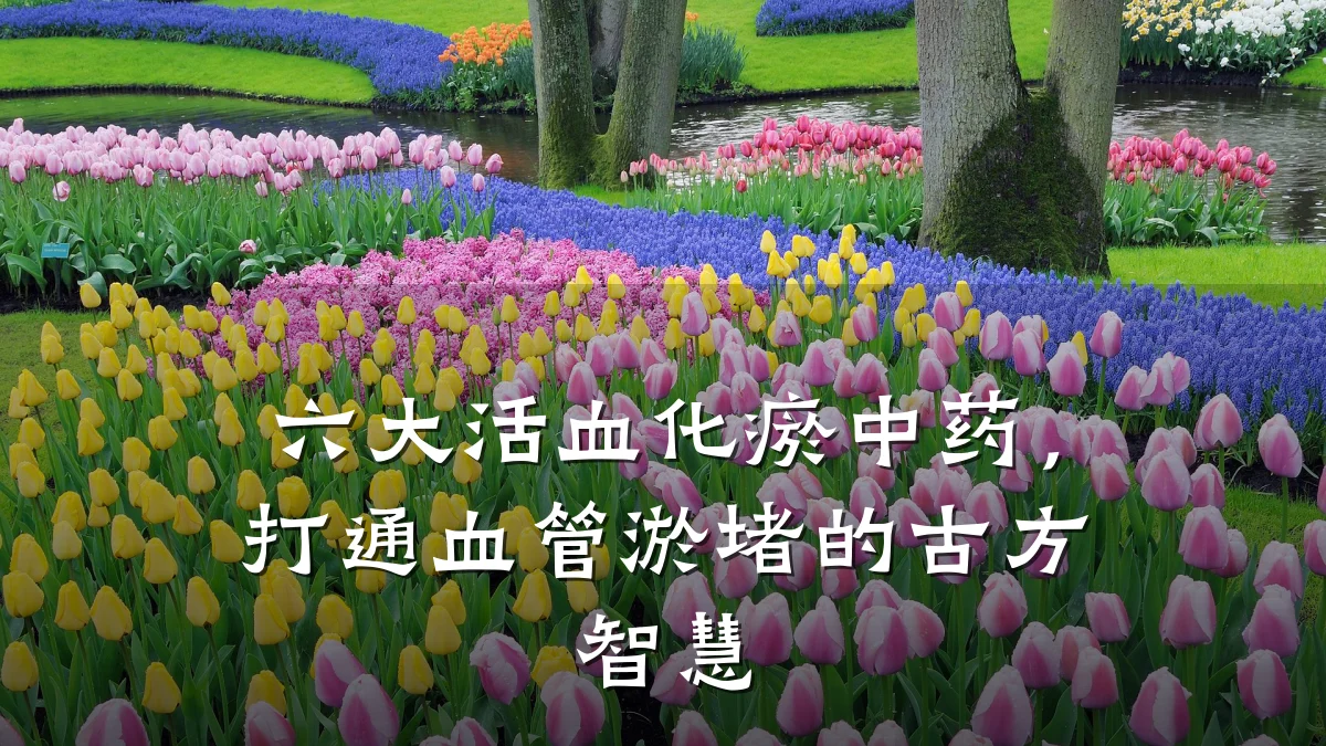 六大活血化瘀中药,打通血管淤堵的古方智慧