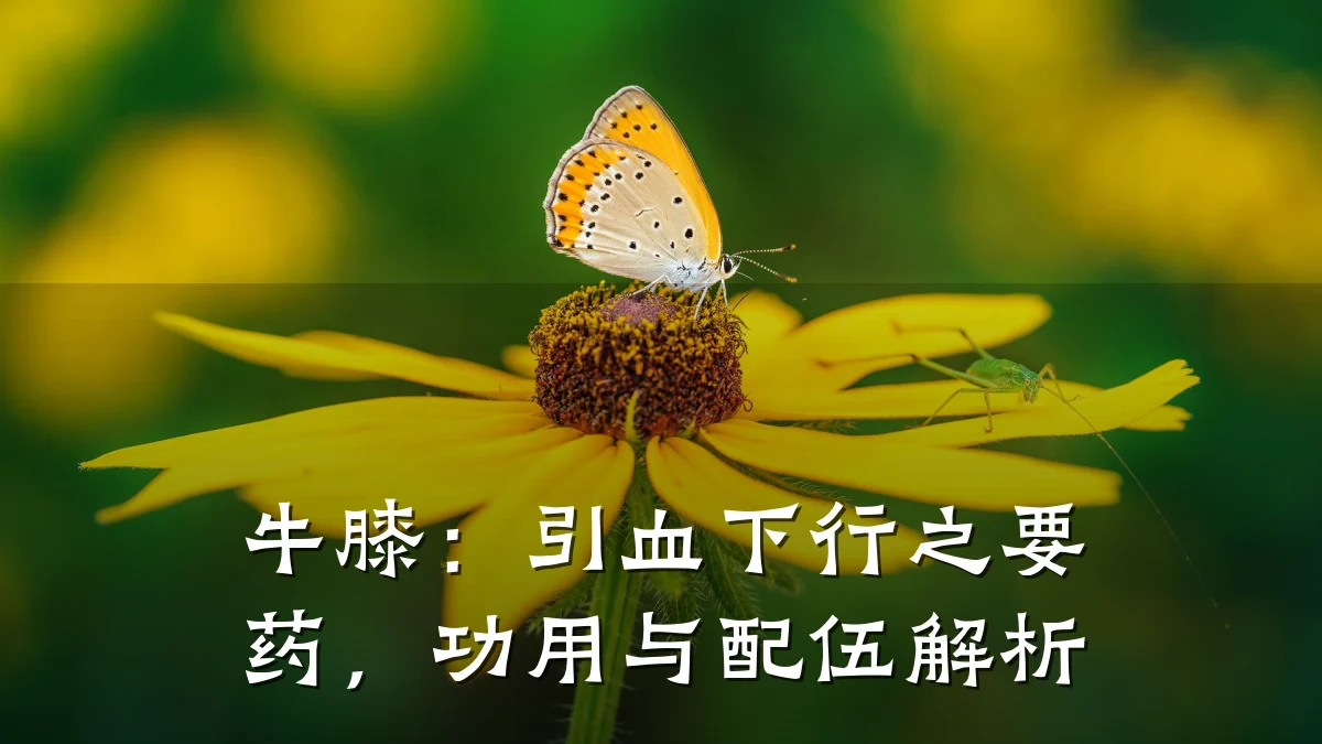 牛膝:引血下行之要药,功用与配伍解析