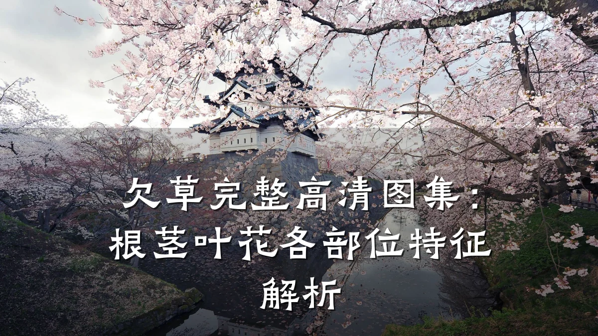欠草完整高清图集:根茎叶花各部位特征解析