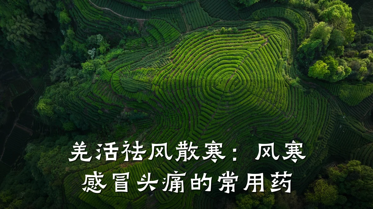 羌活祛风散寒:风寒感冒头痛的常用药