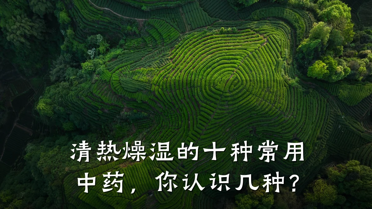清热燥湿的十种常用中药,你认识几种?