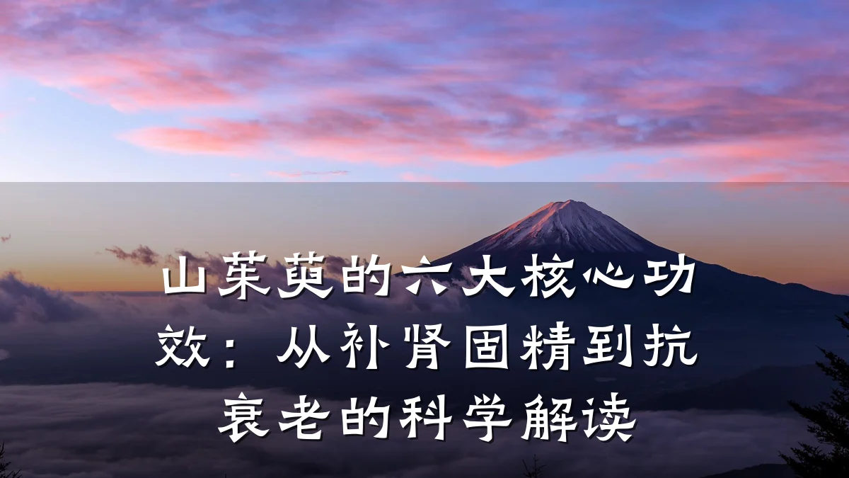 山茱萸的六大核心功效:从补肾固精到抗衰老的科学解读