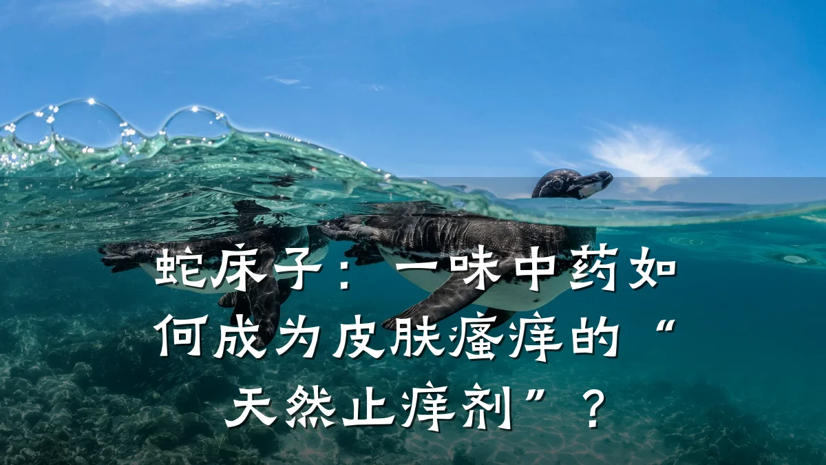 蛇床子：一味中药如何成为皮肤瘙痒的“天然止痒剂”？