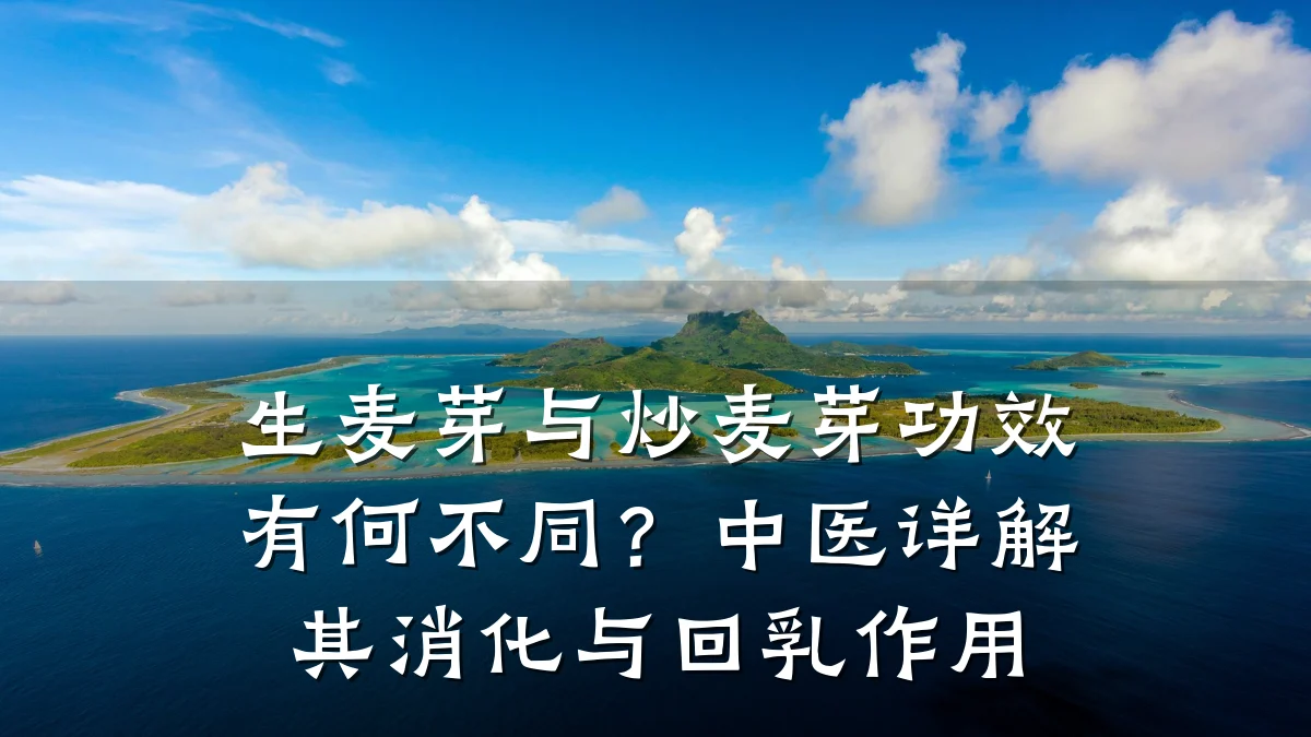 生麦芽与炒麦芽功效有何不同?中医详解其消化与回乳作用